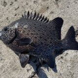 Vol.006｜魚の気持ち