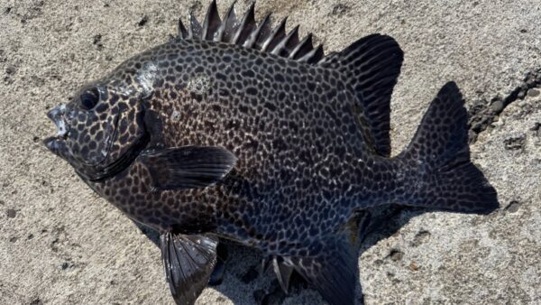 Vol.006｜魚の気持ち