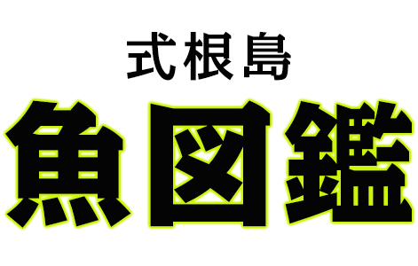 式根島魚図鑑