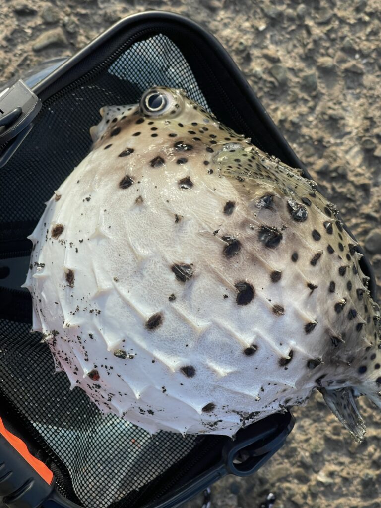 いろんな魚がいます