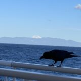 新島ノ由緒正シキ無賃乗船カラス