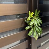 式根島・新島で実際に体験した「海難法師／カンナンボウシ」の一夜