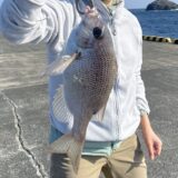 釣った魚を自炊で食べられる持ち帰り方