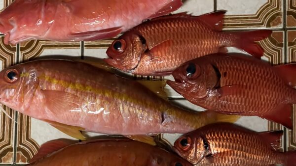 釣った魚の下処理から保存方法の解説