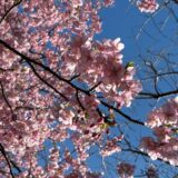 春の式根島の特徴と観光・楽しみ方