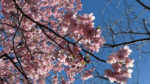 春の式根島の特徴と観光・楽しみ方