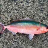 タカサゴ （グルクン）