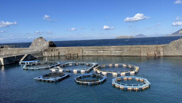 式根島養殖場｜Shikinejima Fish Farm