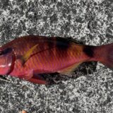 Vol.004｜ウキフカセ特訓ポッキリ6時間