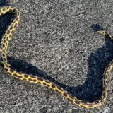 モヨウモンガラドオシ