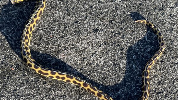 モヨウモンガラドオシ