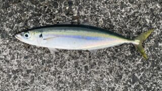 アオムロ（クサヤモロ）