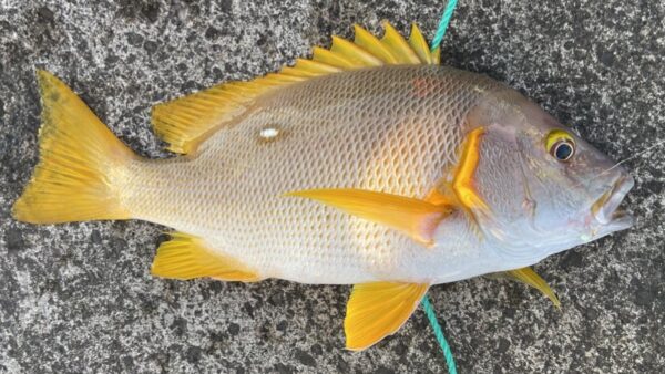 フエダイ（シブダイ）