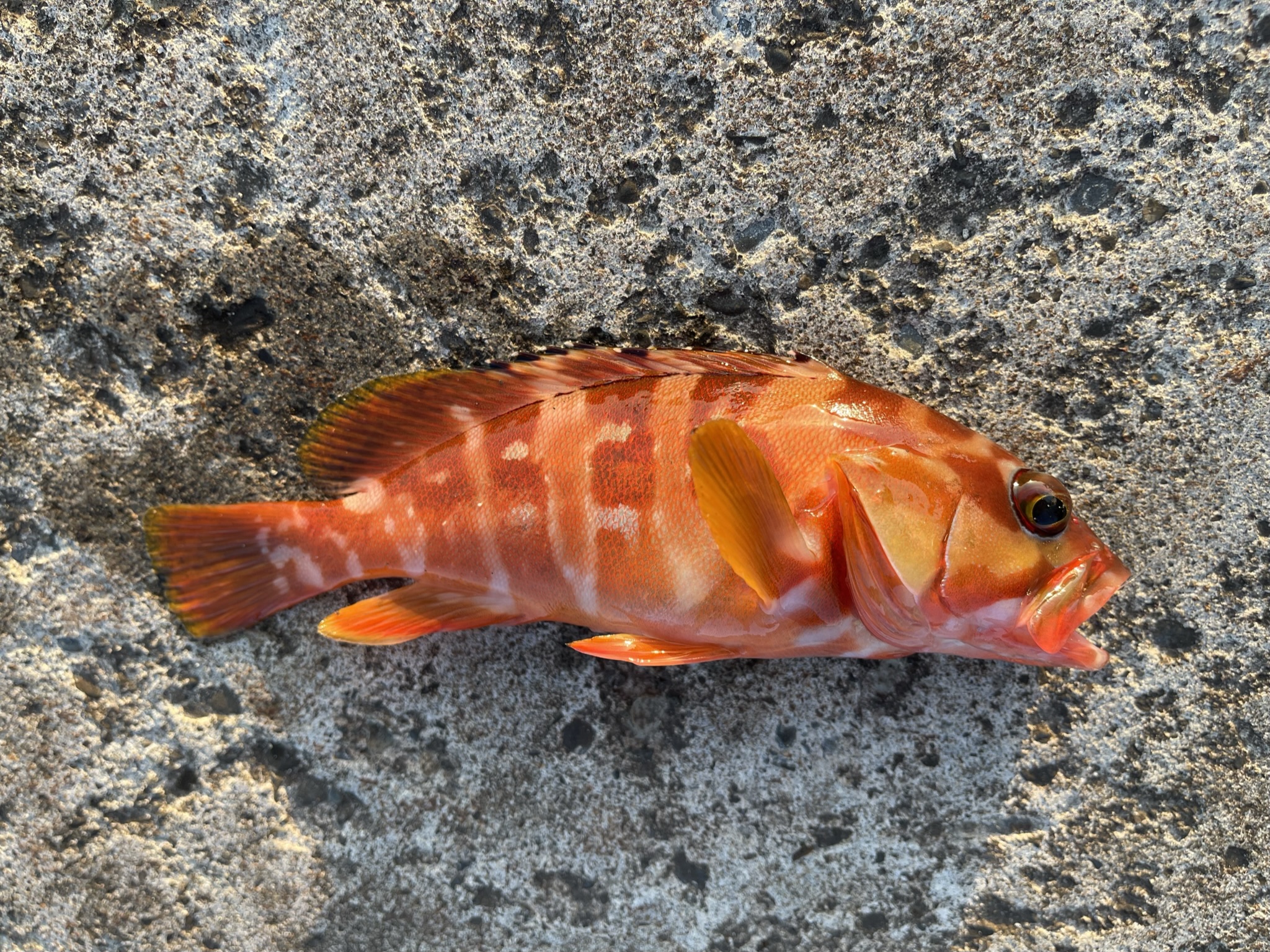 アカハタ|魚図鑑 | 式根島マガジン|東京の離島