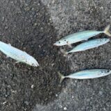 まずムロアジを釣って食べてみよう