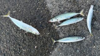 まずムロアジを釣って食べてみよう