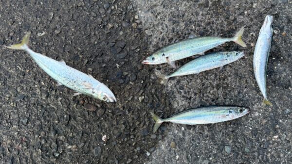 まずムロアジを釣って食べてみよう