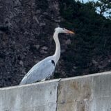 野伏のアオちゃん