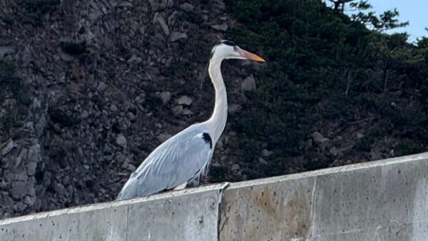 野伏のアオちゃん