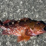 ウッカリカサゴ