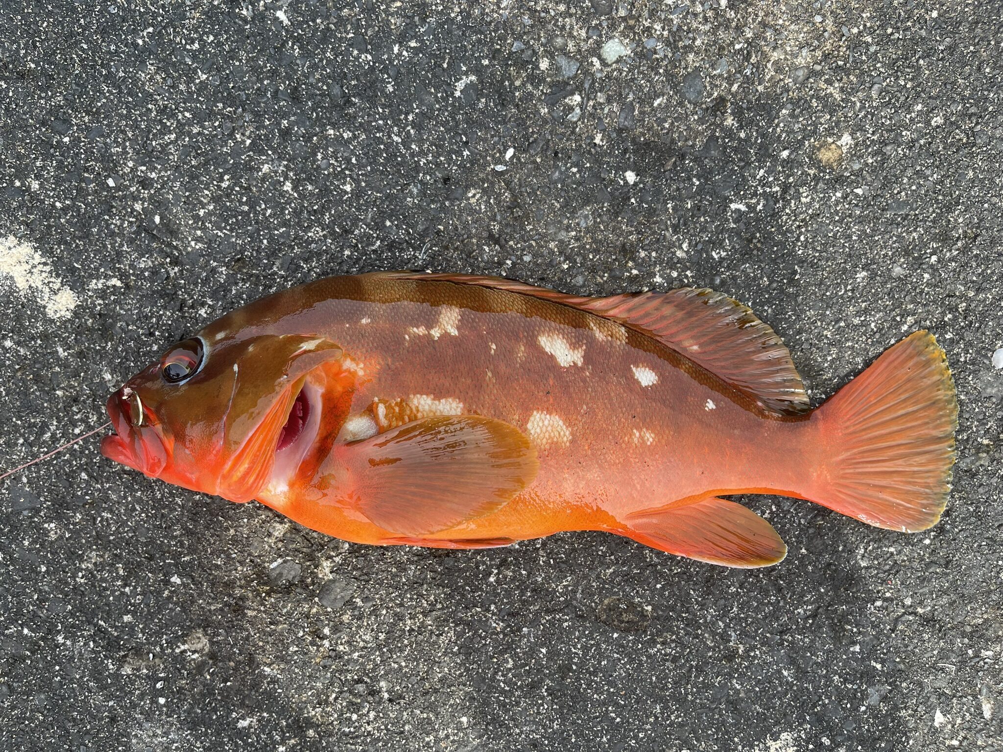 アカハタ|魚図鑑 | 式根島マガジン|東京の離島