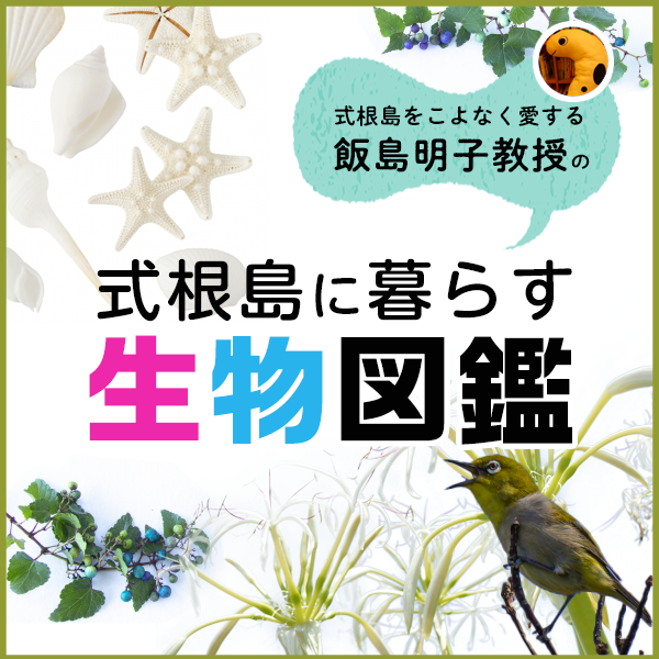 式根島をこよなく愛する飯島明子教授の式根島に暮らす生物図鑑