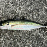 ムロアジ （アカゼ）