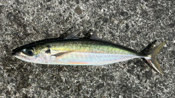 ムロアジ （アカゼ）