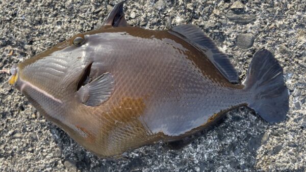 Vol.007｜釣って、さばいて、飲む！スタイル完成