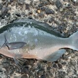 クロメジナ（オナガグレ）