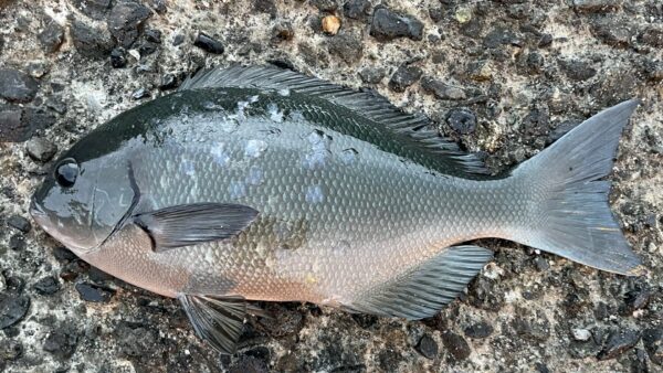 クロメジナ（オナガグレ）