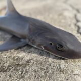 Vol.016｜早春の爆釣フィーバー150分