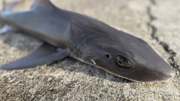 Vol.016｜早春の爆釣フィーバー150分