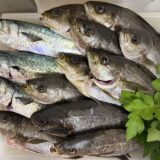 夜釣りでイサキとデカサバ