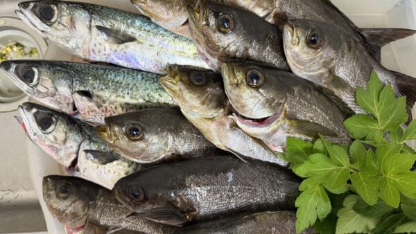 夜釣りでイサキとデカサバ