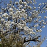 オオシマザクラ