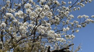 オオシマザクラ｜植物図鑑