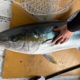 式根島の桟橋からヒラマサ25㎏！