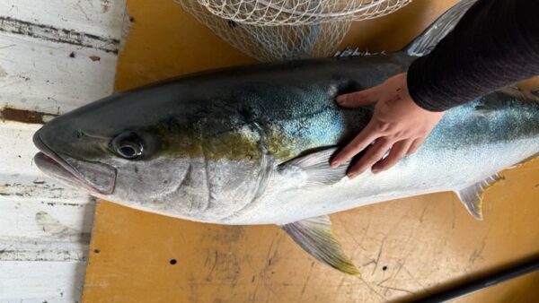 式根島の桟橋からヒラマサ25㎏！