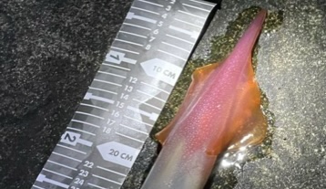 イカ釣り船の怪？