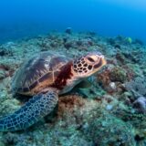 式根島が取材されたテレビ番組紹介