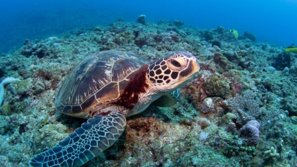 式根島が取材されたテレビ番組紹介