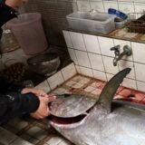 式根島の桟橋からキハダマグロ36kg！