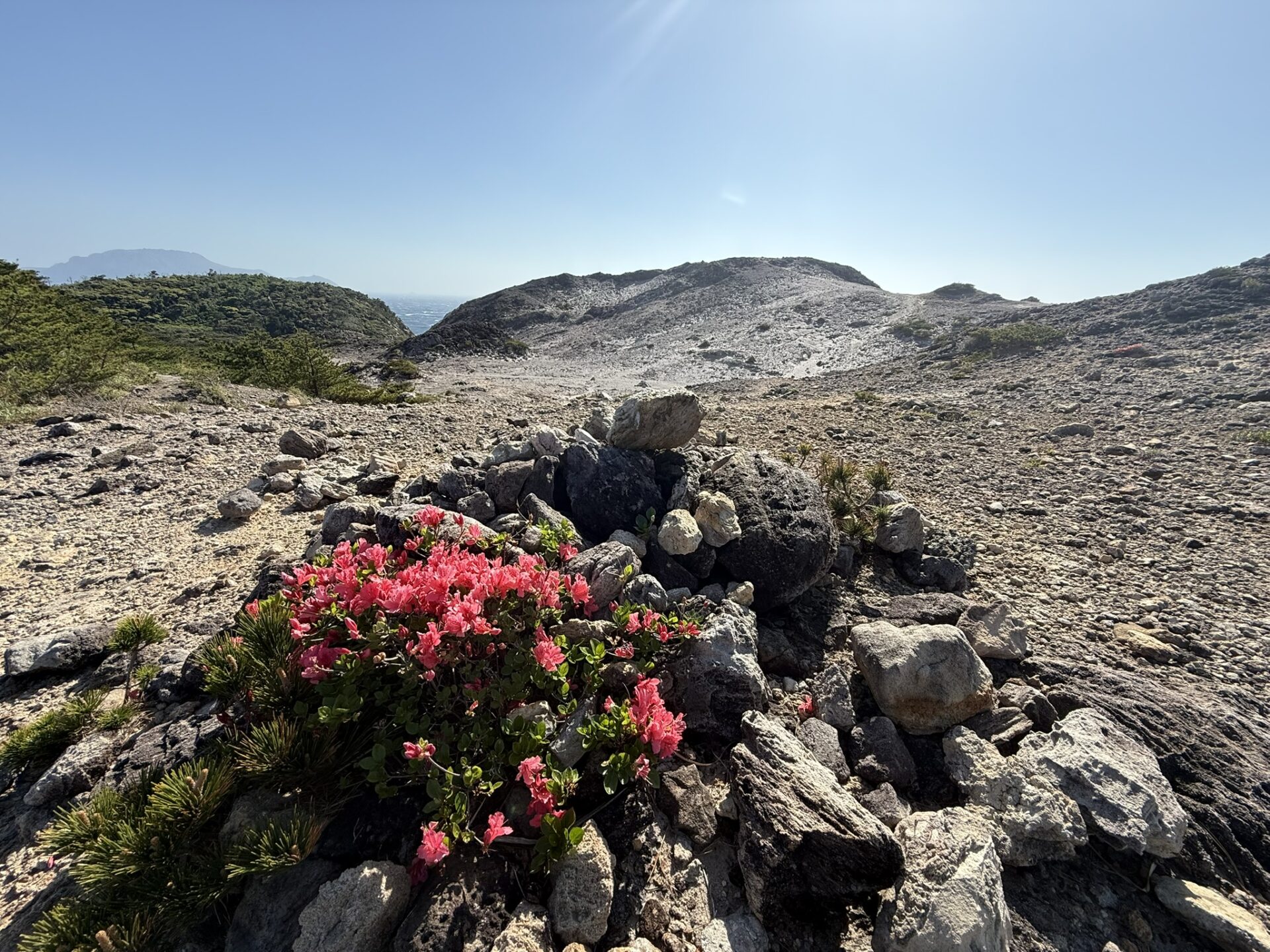 オオシマツツジの春の様子
