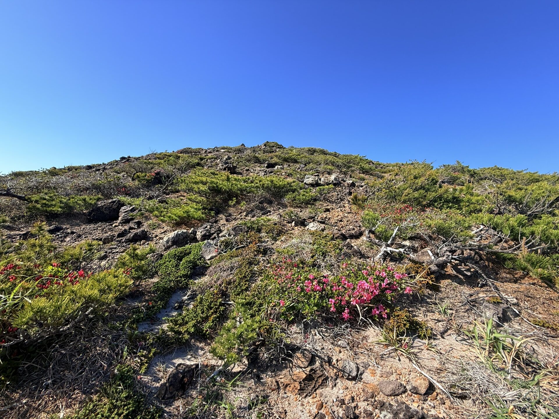 美しいオオシマツツジと佐々木山