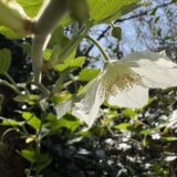 ハチジョウイチゴ