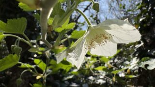 ハチジョウイチゴ｜植物図鑑