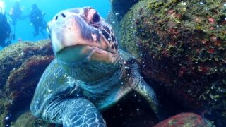 式根島の海中温泉CO2シープが見せる未来の海｜式根島ダイビング