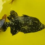 Vol.008｜台風と寅さんと精霊船