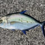 Vol.009｜式根島の秋の釣り